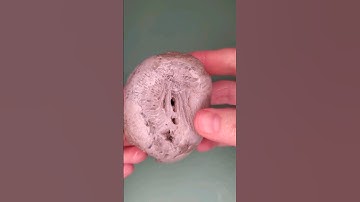 Soaking a coral fossil in acid #rocks #geology #thefinders #fossil #michigan #acid #chemistry