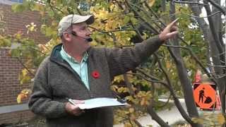 Parrotia persica (Persian parrotia tree, Persian ironweed)