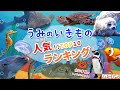 【学べる】海の生き物⭐️水族館の人気ランキング!TOP10【子供向け知育アニメ】Sea creatures