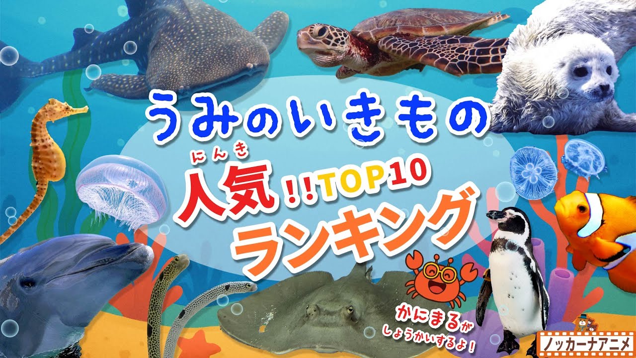 学べる】海の生き物⭐️水族館の人気ランキング！TOP10【子供