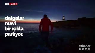 Planktonların Işığı Dalgalarla Buluşuyor