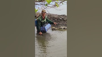 xiệt cá lóc bự thấy ham quá mùa nước giật