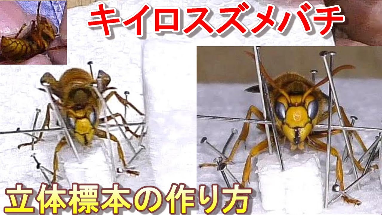 キイロスズメバチ立体標本の作り方 How to make insect specimens of