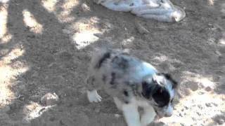 DarraRylaPups10022011.m4v