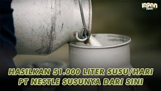 Berawal Dari Pelihara 2 Sapi Perah! Saat Ini Mereka Hasilkan 51.000 Liter/Hari!