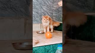 #cat #facts #funny #pets #risetogreatness317 #catdad