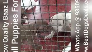 Pitbull Puppies For Sale 9350926445 Baaz Line