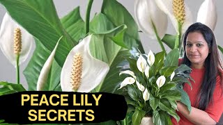 Peace Lily Care Guide: Everything You Need to Know