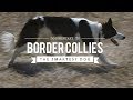 BORDER COLLIE THE WORLD'S SMARTEST DOGS の動画、YouTube動画。