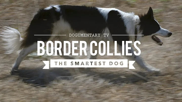 BORDER COLLIE THE WORLD'S SMARTEST DOGS - DayDayNews