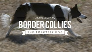 BORDER COLLIE THE WORLD'S SMARTEST DOGS