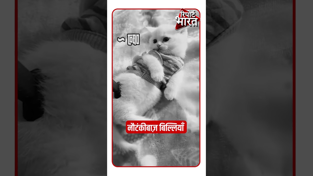 नौटंकीबाज़ बिल्लियाँ 