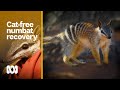 Numbat bouncing back after more than a century of extinction from NSW wild | ABC Australia