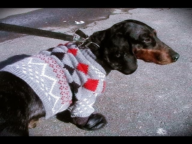 ou dog jersey