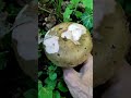 25 май 2026 г.Гълъбка Ст бани