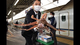 新幹線で山陰産ズワイガニを即日輸送　ＪＲ西日本