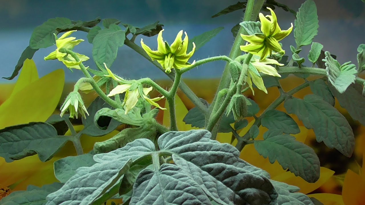 Посевная 2022 года. Все, о чем вы хотели узнать, уже есть на моих каналах. Смотрите!