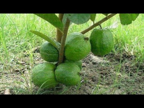 Видео: Гуава мод хэзээ жимс ургуулдаг вэ - Гуава мод хэр удаан жимс ургуулдаг вэ