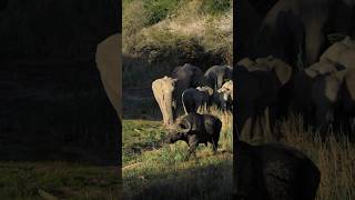 Elephant 🐘 VS 🐃 Buffalo