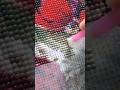 Diamond Painting Diamondpainting Satisfying Relaxing Fun Art Painting Shorts Diy Fypシ Viral Diamond Painting Diamondpainting Satisfying Relaxing Fun Art Painting Shorts Diy Fypシ Viral