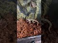 鬼のように鳴き叫ぶヤモリが怖すぎる……