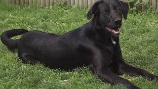 Majorca Shepherd Dog | Facts, History & Characteristics by All Animal Breeds 1,834 views 2 years ago 2 minutes, 1 second