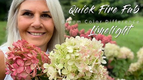 Proven Winners Quick Fire Fab and Limelight Hydrangea Bloom Color Difference in September