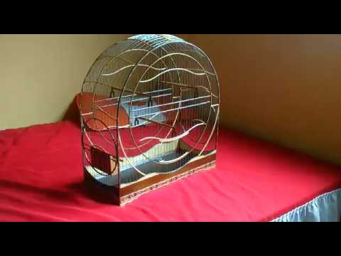 Gaiola de curio