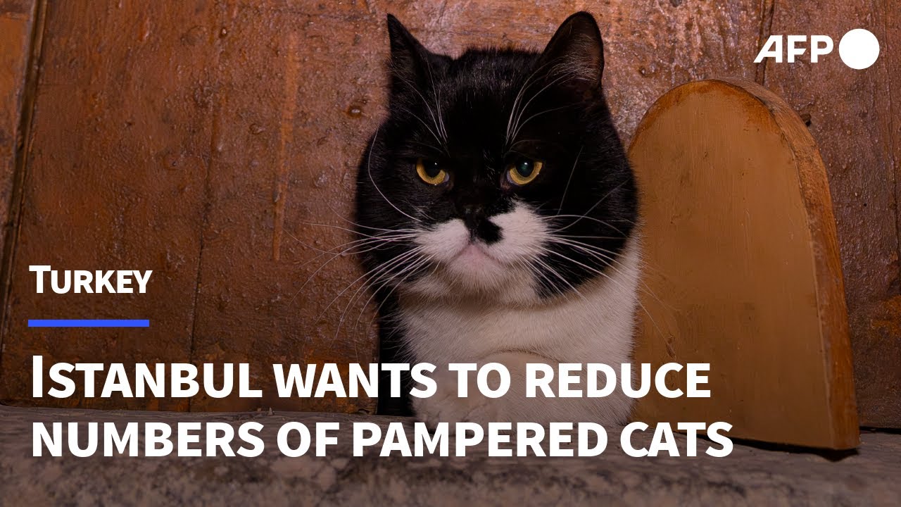 Living like sultans: Istanbul's pampered street cats | AFP