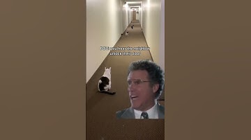 #shorts TikTok Cat Trends | Funny Cat Videos | Cats In The Hallway |Crazy Cat Video