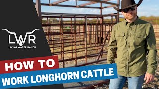 How to Work Longhorn Cattle with Squeeze Chute