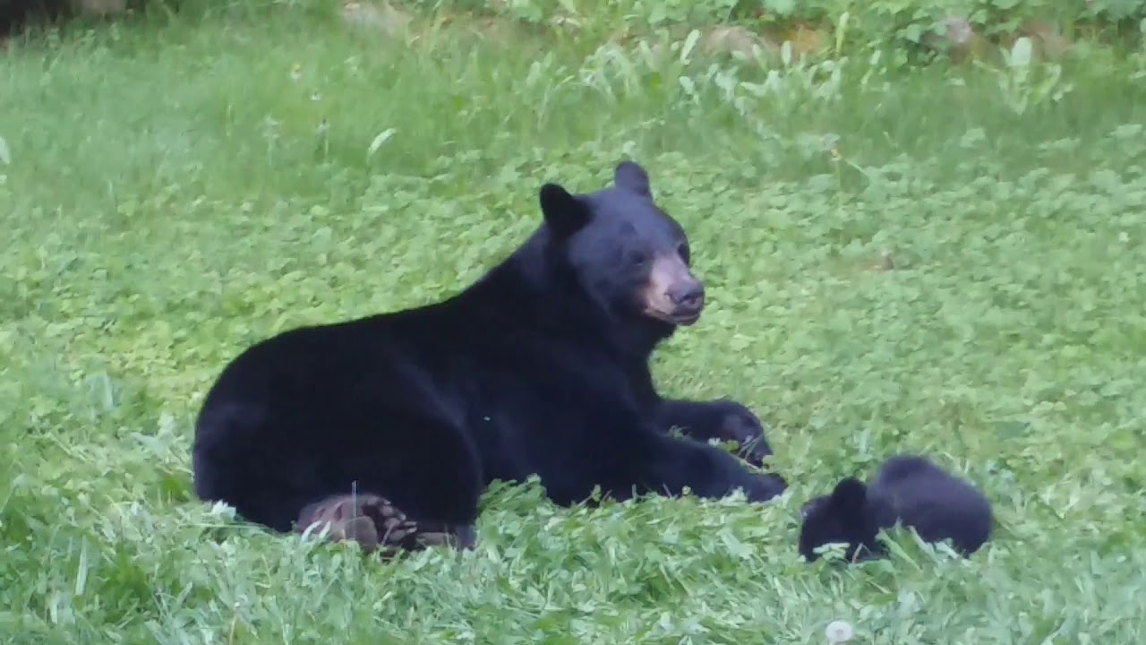 Mama Bear playing with Cub - YouTube