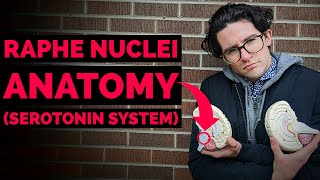 Raphe Nuclei | Serotonin System Anatomy