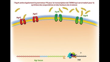 Staphylococcus Aureus Virulence Factors - facteurs de virulence - part 2
