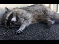 Gracie Raccoon - Part 23 The Long Siesta