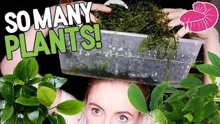 Aquatic Plants Overload! Tying A Ton of Rare Moss to Mesh