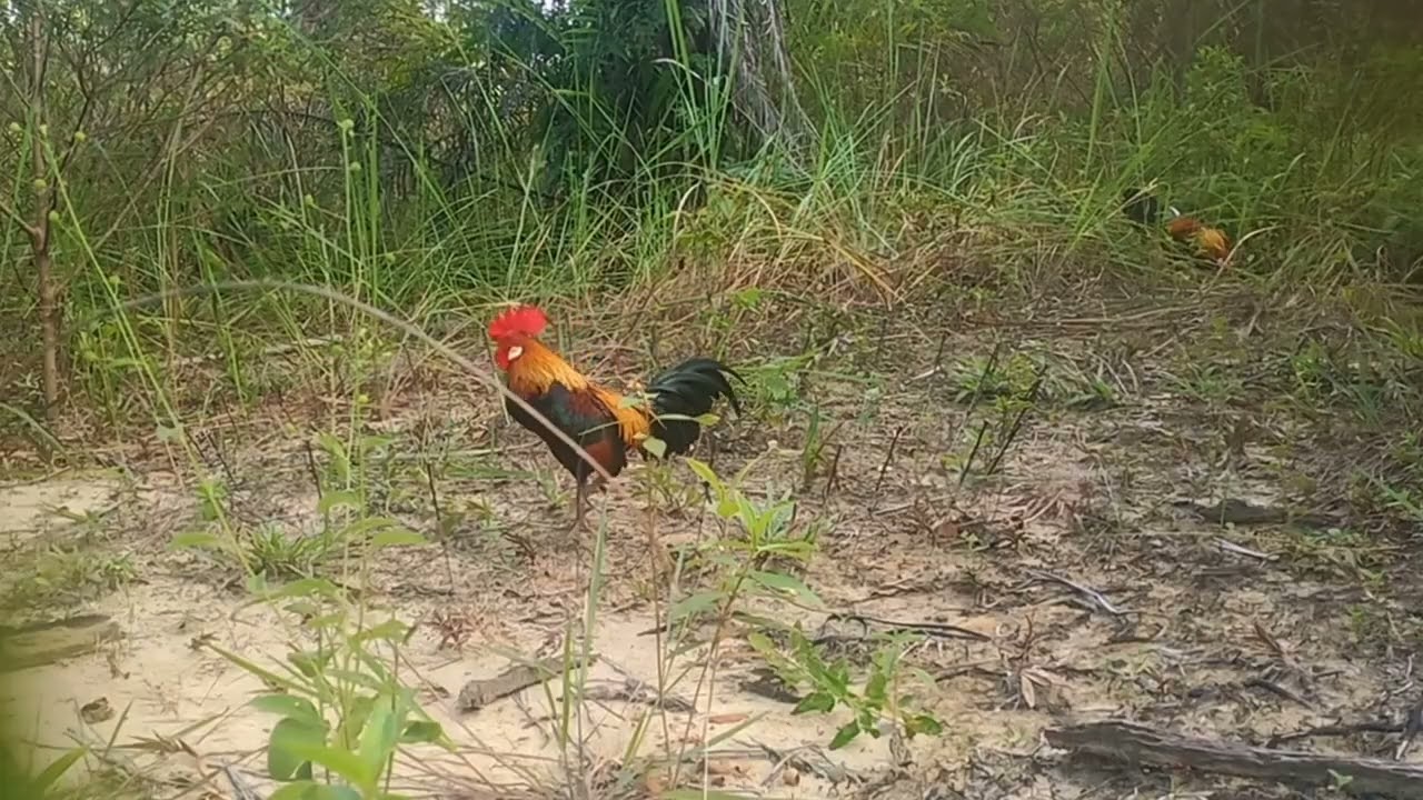 MIKATAYAMHUTAN FART 38 ,SIKUNING