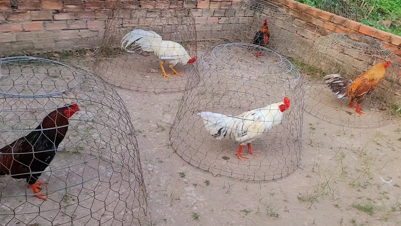 18/01_0️⃣3️⃣3️⃣3️⃣3️⃣1️⃣8️⃣0️⃣6️⃣8️⃣_top 5 em khá