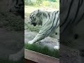 White tiger in Gujrat Side of statue of unity #statueofunity #gujarat #wonderplace #zoo #tiger #like