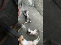何されても絶対に起きない子猫　a kitten that never wakes up no matter what happens