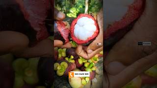 Monk Fruit Sweetener Benefits in Telugu | Zero Calories Sugar Substitute | Prasad Konjeti