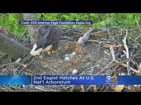 The Eagles Has Hatched!