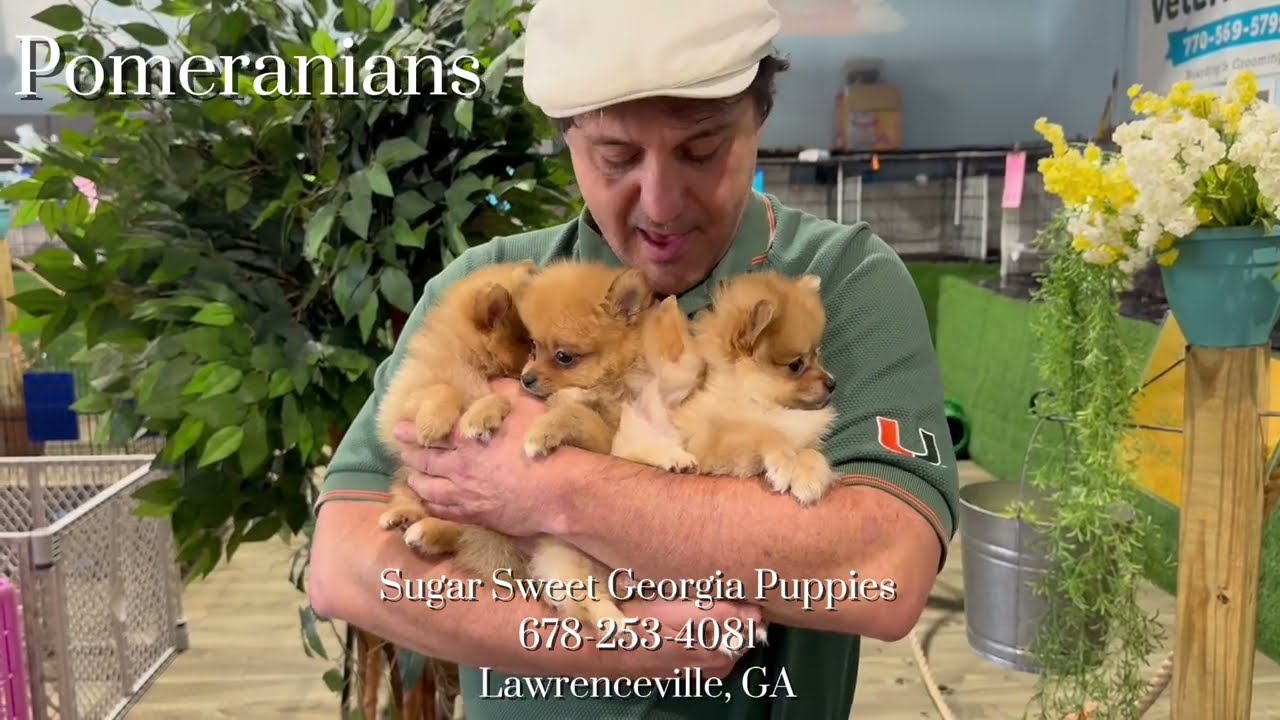 Puppies For Sale Poodles, Shih Tzus, Cavapoo, Maltipoos Puppies and MORE!!!