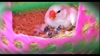 Finches feeding.