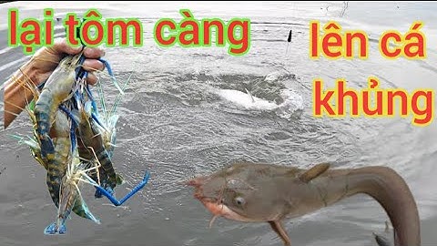 Câu tôm bắt ngờ dính cá cóc khủng, tôm cá ít nhưng chất lượng