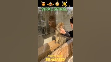 Monkey reaction to magic || funniest reaction on magic || #shorts #shortvideo #monkey