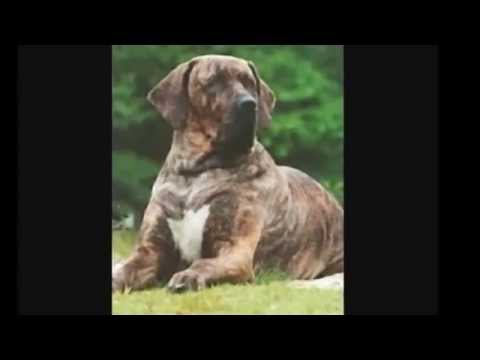 Puya & Alex Velea - Maidanez (Live @ Request 629)
