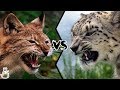 LYNX VS SNOW LEOPARD - Who will win this battle?