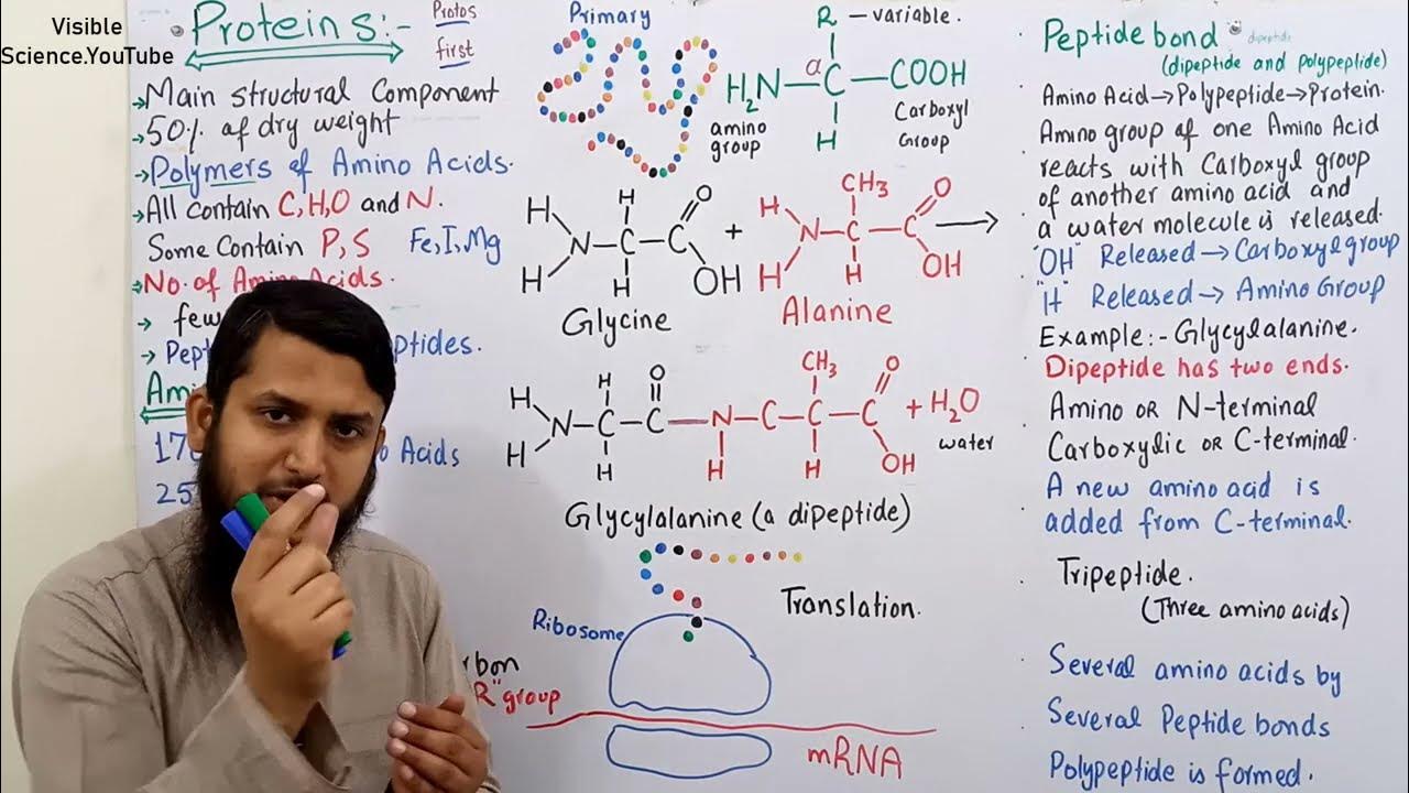 Proteins, Amino acids, Structure of Amino acids Class 11 YouTube