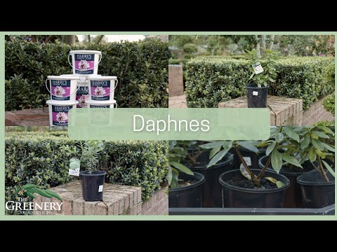 Video: Daphne Plant Care - Kuinka saada talvipuut kukkimaan